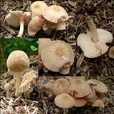 Pluteus semibulbosus image