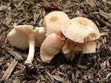 Pluteus semibulbosus image