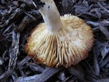 Russula pectinatoides image