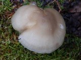 Entoloma lividoalbum image