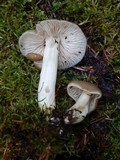 Entoloma lividoalbum image