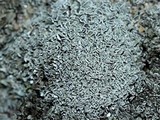 Cladonia petrophila image