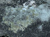 Cladonia petrophila image