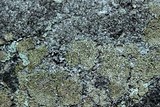 Cladonia petrophila image