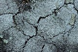 Cladonia petrophila image