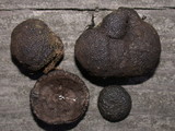 Annulohypoxylon thouarsianum var. thouarsianum image