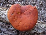 Gymnopilus liquiritiae image