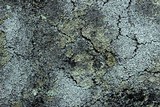 Cladonia petrophila image