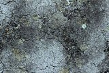 Cladonia petrophila image