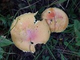 Amanita wellsii image