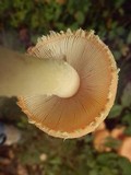 Amanita wellsii image