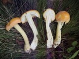 Amanita wellsii image