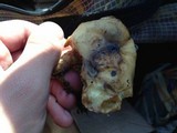 Suillus subaureus image