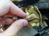 Suillus subaureus image