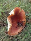 Amanita wellsii image