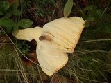 Amanita wellsii image