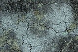 Cladonia petrophila image