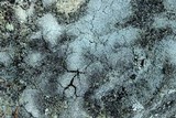 Cladonia petrophila image