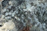 Cladonia petrophila image