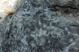 Cladonia petrophila image