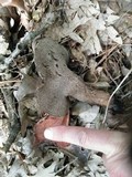 Sarcodon underwoodii image