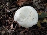 Clitocybe robusta image