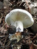 Clitocybe robusta image