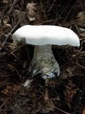 Clitocybe robusta image