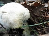 Clitocybe robusta image
