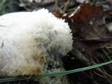 Clitocybe robusta image