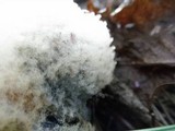 Clitocybe robusta image