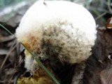 Clitocybe robusta image