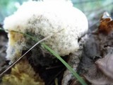 Clitocybe robusta image