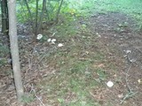 Clitocybe robusta image