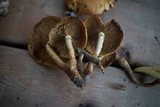 Gymnopilus luteus image