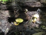 Gymnopilus luteus image