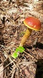 Heimioporus betula image