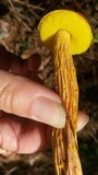 Heimioporus betula image