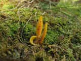 Microglossum rufum image