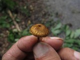 Crinipellis zonata image