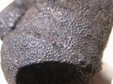Annulohypoxylon thouarsianum var. thouarsianum image
