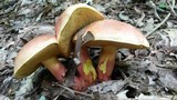 Boletochaete bicolor image