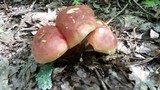 Boletochaete bicolor image
