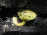 Gymnopilus luteus image