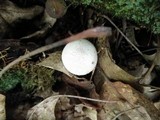 Lycoperdon molle image