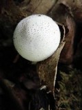 Lycoperdon molle image