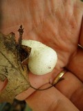 Lycoperdon molle image