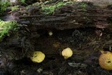Gymnopilus luteus image