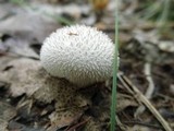 Lycoperdon curtisii image