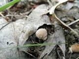 Lycoperdon curtisii image